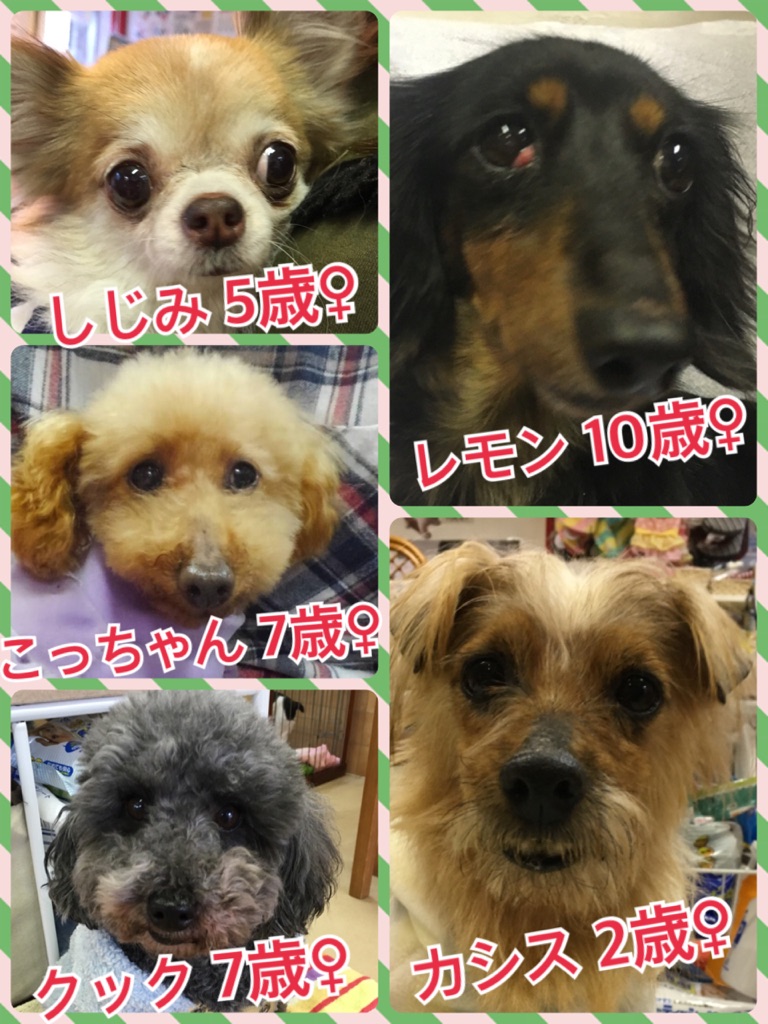 今日の里親募集中メンバーたち🐶